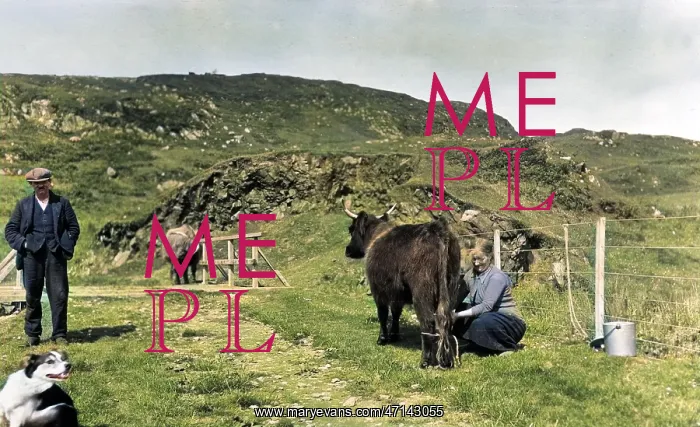: Man and woman with cattle, Scotland : Man and woman with cattle, Scotland