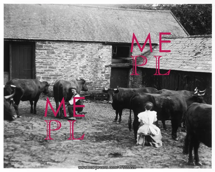 : Man and woman milking cows : Man and woman milking cows