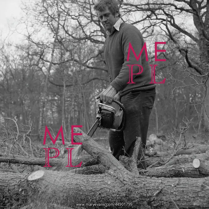 : Man in a wood, using a chainsaw : Man in a wood, using a chainsaw