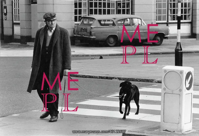 : Man on a zebra crossing with his dog : Man on a zebra crossing with his dog