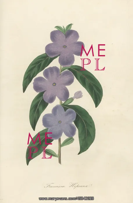 : Manac, Brunfelsia uniflora : Manac, Brunfelsia uniflora