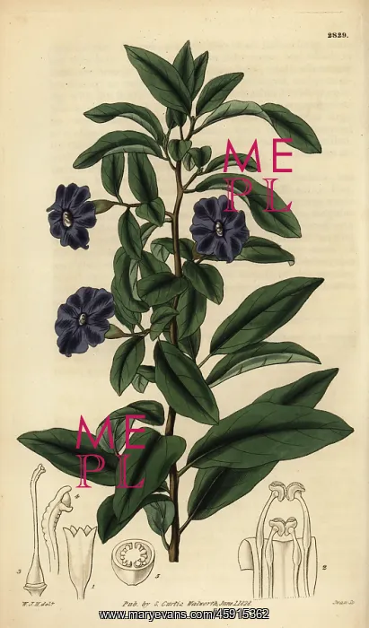 : Manaca, Brunfelsia uniflora : Manaca, Brunfelsia uniflora
