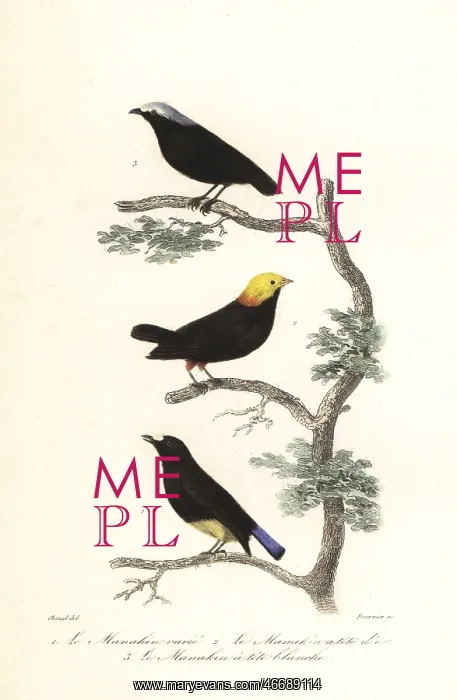 : Manakin species : Manakin species