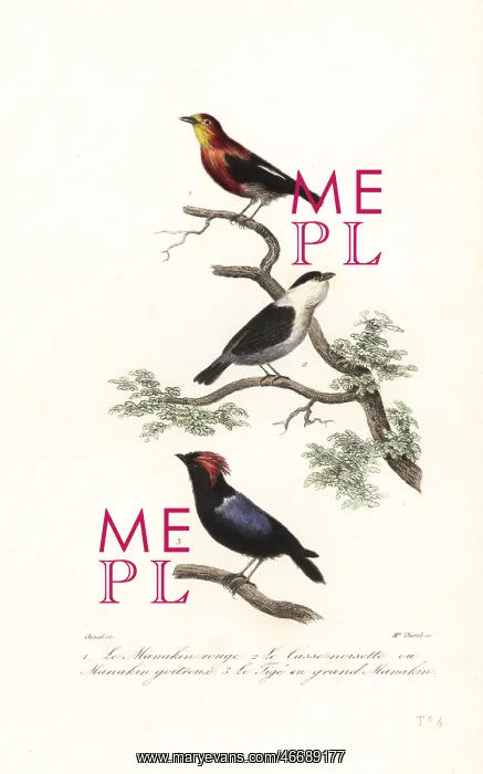: Manakin species : Manakin species