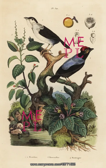 : Manakins, manchineel tree and mandrake : Manakins, manchineel tree and mandrake