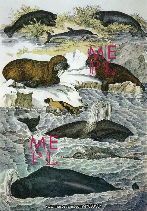  : Manatee