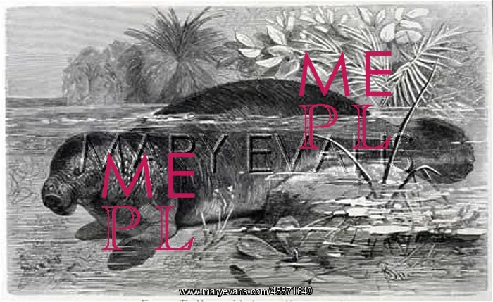  : MANATEE OF THE AMAZON