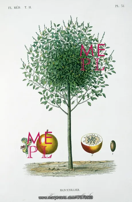 : Mancenillier tree : Mancenillier tree