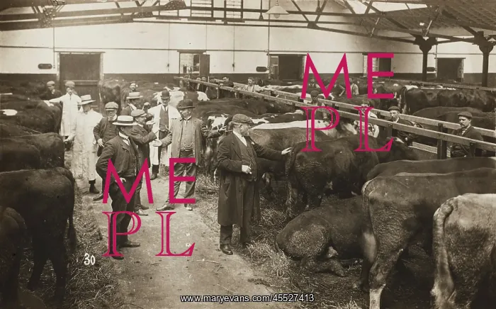 : Manchester Ship Canal - Cattle Auction : Manchester Ship Canal - Cattle Auction