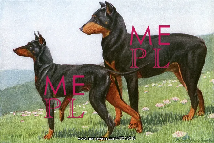 : Manchester Terrier and Dobermann Pinscher : Manchester Terrier and Dobermann Pinscher