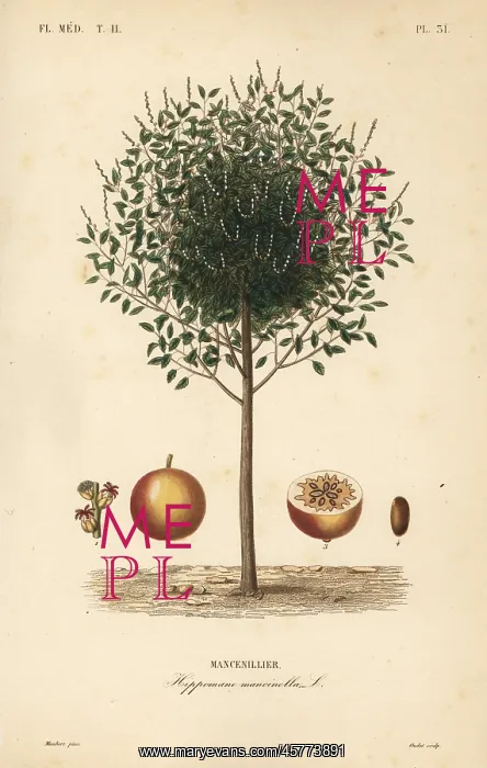 : Manchineel tree, Hippomane mancinella : Manchineel tree, Hippomane mancinella