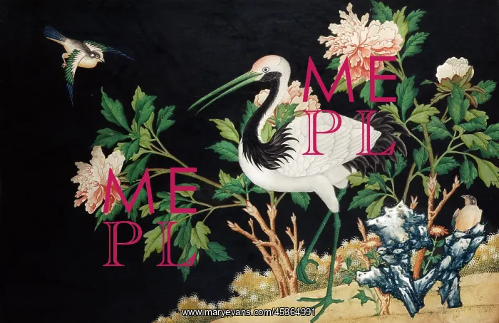: Manchurian Crane : Manchurian Crane