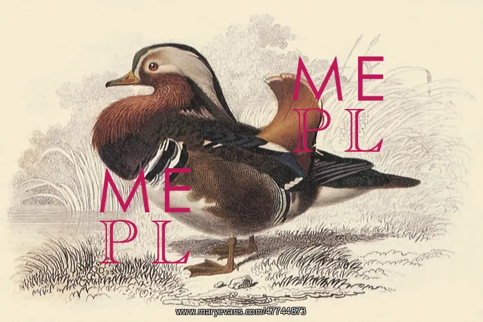  : Mandarin (Anas galericulata)