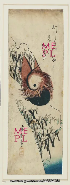 : Mandarin duck : Mandarin duck