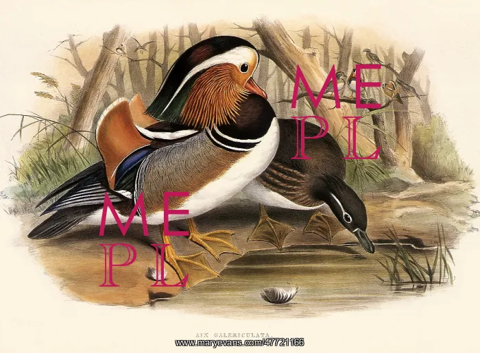  : Mandarin Duck, Aix galericulata