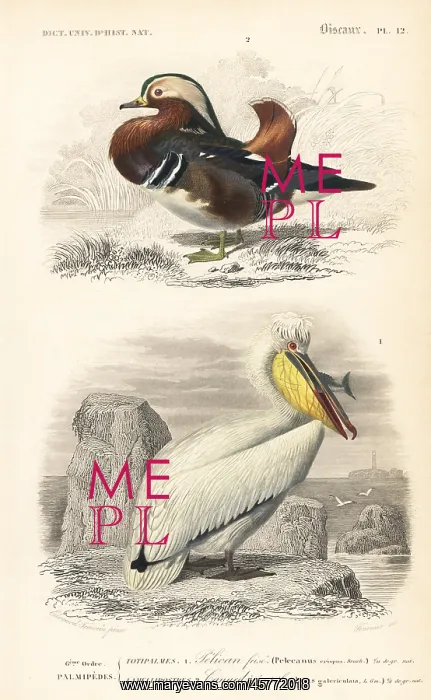 : Mandarin duck, Aix galericulata, and Dalmatian : Mandarin duck, Aix galericulata, and Dalmatian
