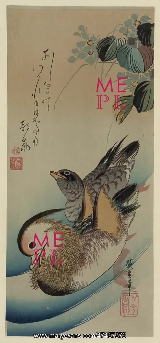 : Mandarin ducks : Mandarin ducks