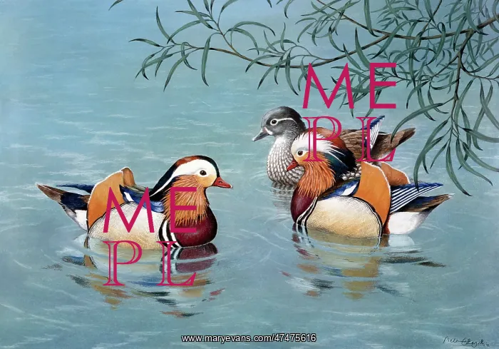  : Three Mandarin Ducks