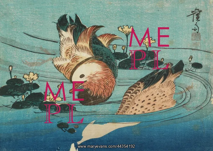 : Mandarin ducks on a pond : Mandarin ducks on a pond