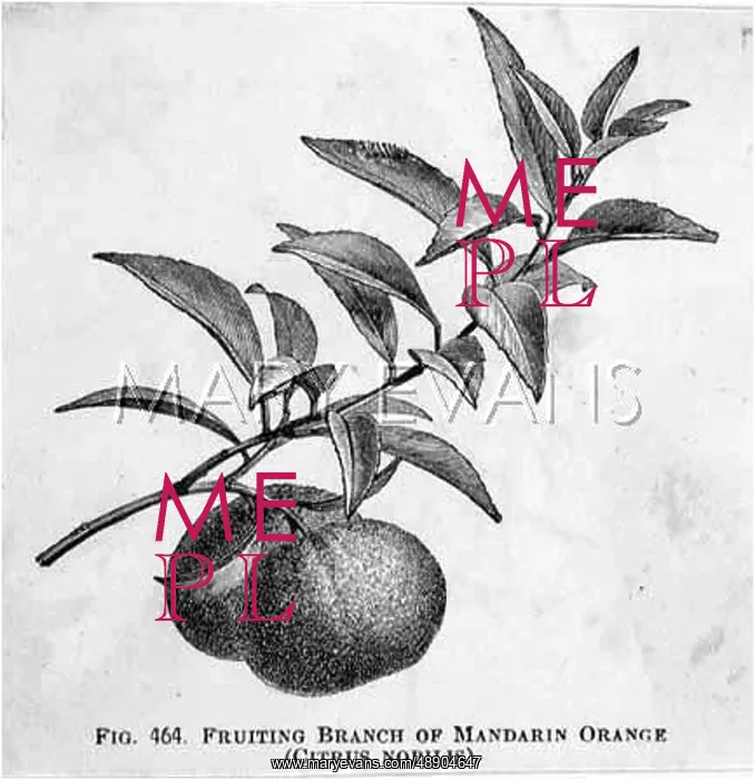  : MANDARIN ORANGE