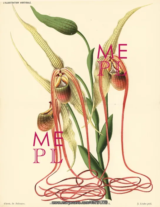 : Mandarin orchid, Phragmipedium caudatum : Mandarin orchid, Phragmipedium caudatum