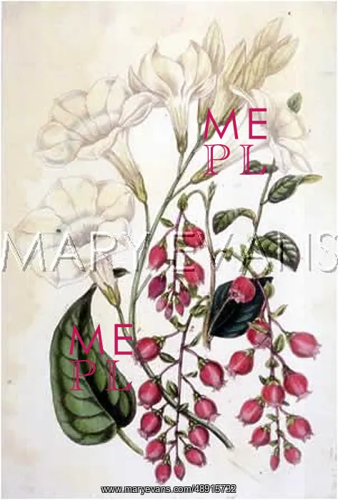 : MANDEVILLA; GAYLUSSACIA : MANDEVILLA; GAYLUSSACIA