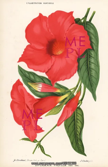 : Mandevilla splendens : Mandevilla splendens