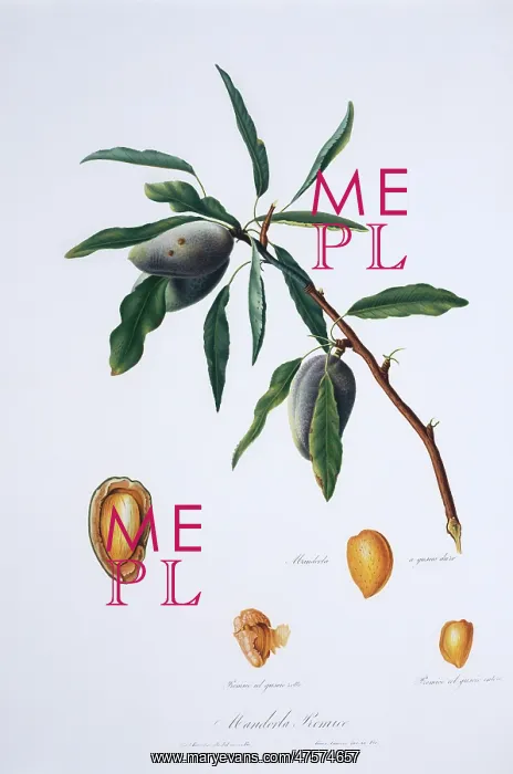 : Mandorla premice, almond tree : Mandorla premice, almond tree