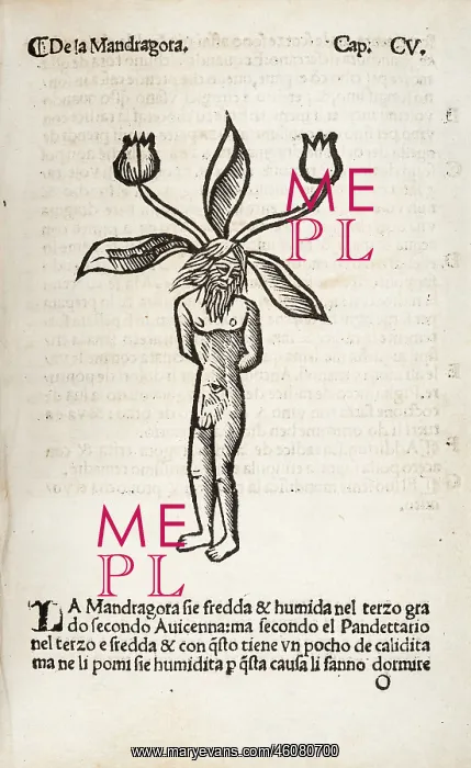 : Mandragora or Mandrake (male) : Mandragora or Mandrake (male)