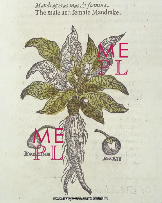 : Mandragora officinarum, mandrake : Mandragora officinarum, mandrake