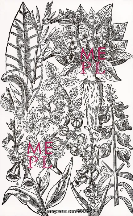 : Mandrake (2) and Foxgloves (4, 5, 6). Although poisonous : Mandrake (2) and Foxgloves (4, 5, 6). Although poisonous