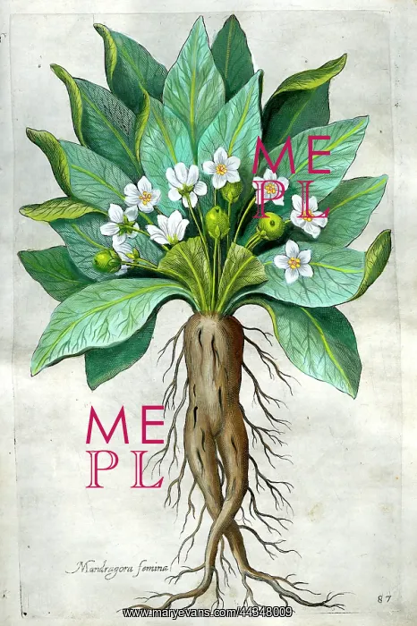  : Mandrake