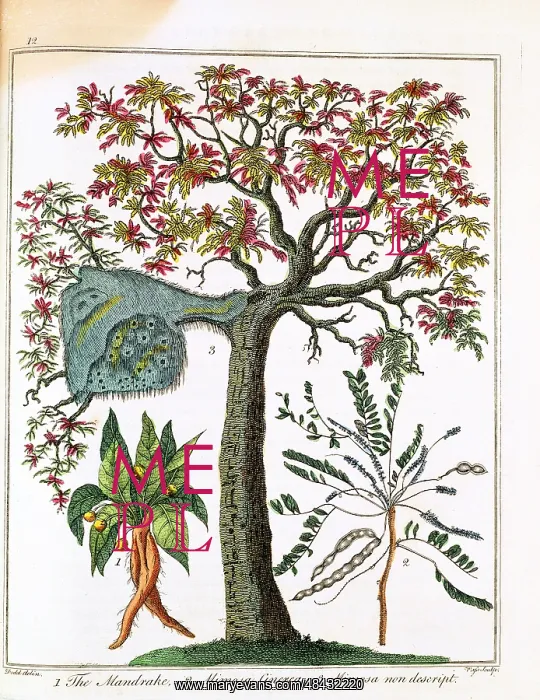 : Mandrake (bottom left) Sensitive plant (bottom : Mandrake (bottom left) Sensitive plant (bottom