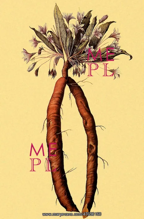 : Mandrake, Mandragora autumnalis : Mandrake, Mandragora autumnalis
