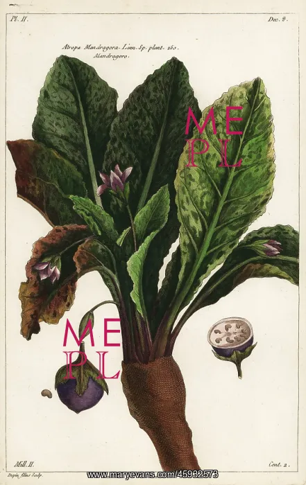 : Mandrake, Mandragora officinarum : Mandrake, Mandragora officinarum