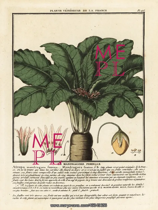: Mandrake, Mandragora officinarum : Mandrake, Mandragora officinarum
