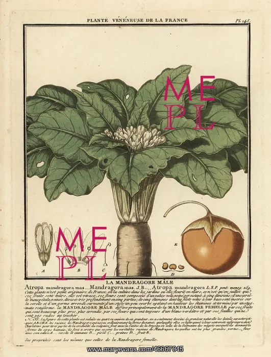 : Mandrake, Mandragora officinarum : Mandrake, Mandragora officinarum