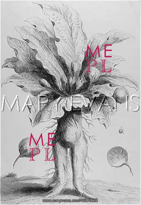 : MANDRAKE PLANT : MANDRAKE PLANT