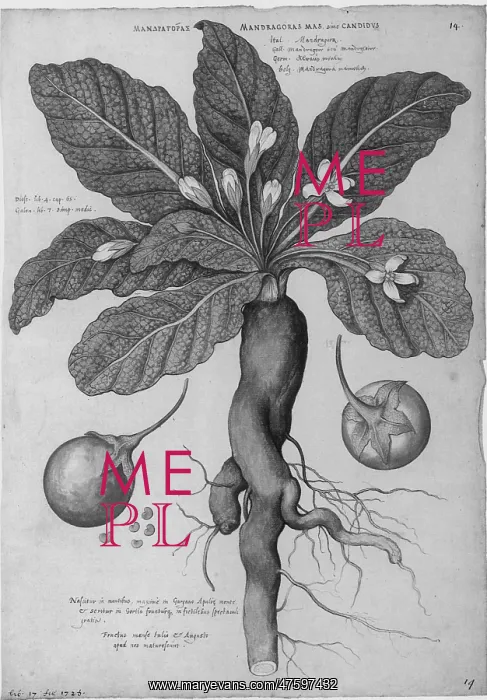 : Mandrake Root, Alchemy Plant : Mandrake Root, Alchemy Plant