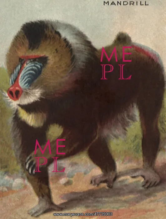  : Mandrill