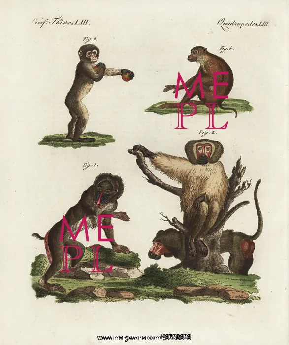 : Mandrill, baboon, Barbary macaque and southern : Mandrill, baboon, Barbary macaque and southern
