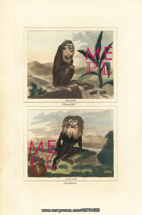 : Mandrill and endangered wanderoo : Mandrill and endangered wanderoo