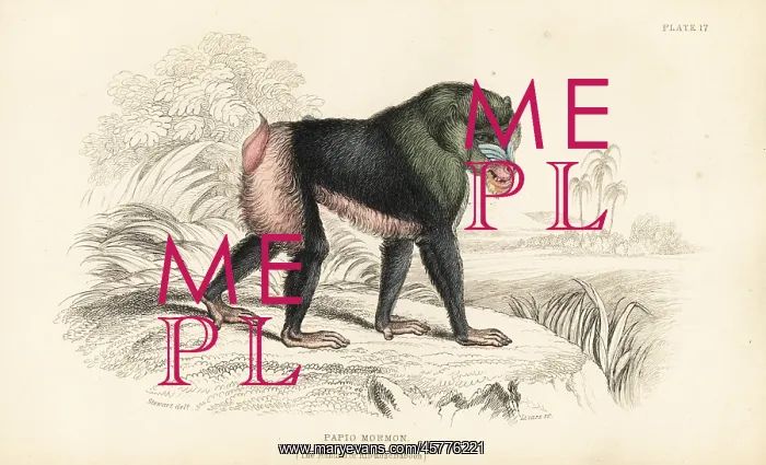 : Mandrill, Mandrillus sphinx : Mandrill, Mandrillus sphinx