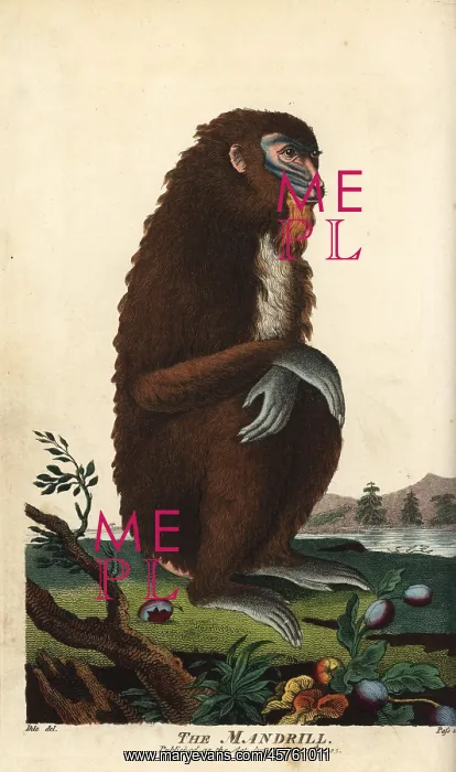 : Mandrill, Mandrillus sphinx, female : Mandrill, Mandrillus sphinx, female