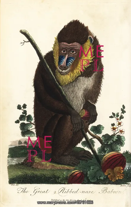 : Mandrill, Mandrillus sphinx, male : Mandrill, Mandrillus sphinx, male