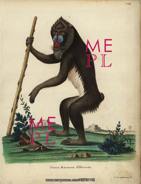 : Mandrill, Mandrillus sphinx. Vulnerable : Mandrill, Mandrillus sphinx. Vulnerable