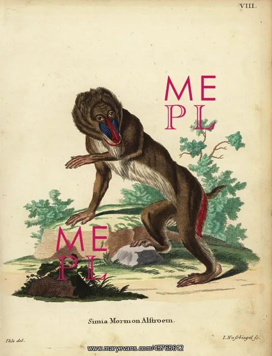 : Mandrill, Mandrillus sphinx. Vulnerable : Mandrill, Mandrillus sphinx. Vulnerable