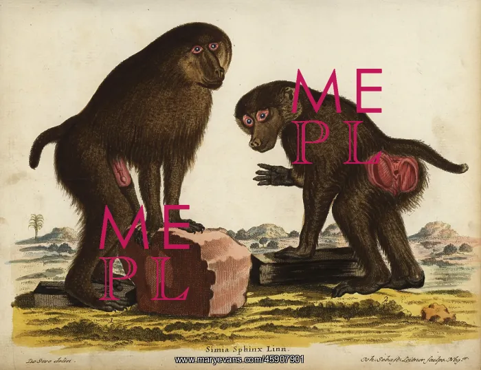 : Mandrill pair, Mandrillus sphinx. Vulnerable : Mandrill pair, Mandrillus sphinx. Vulnerable