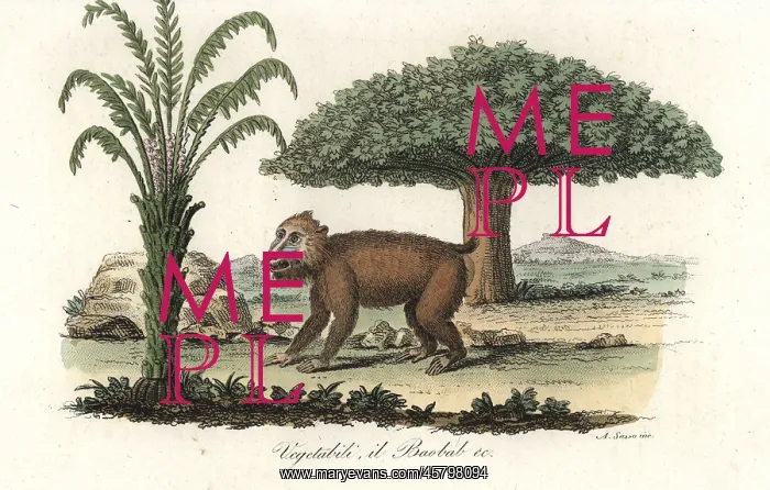  : Mandrill (vulnerable) under a baobab tree