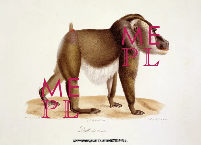 : Mandrillus leucophaeus, drill : Mandrillus leucophaeus, drill